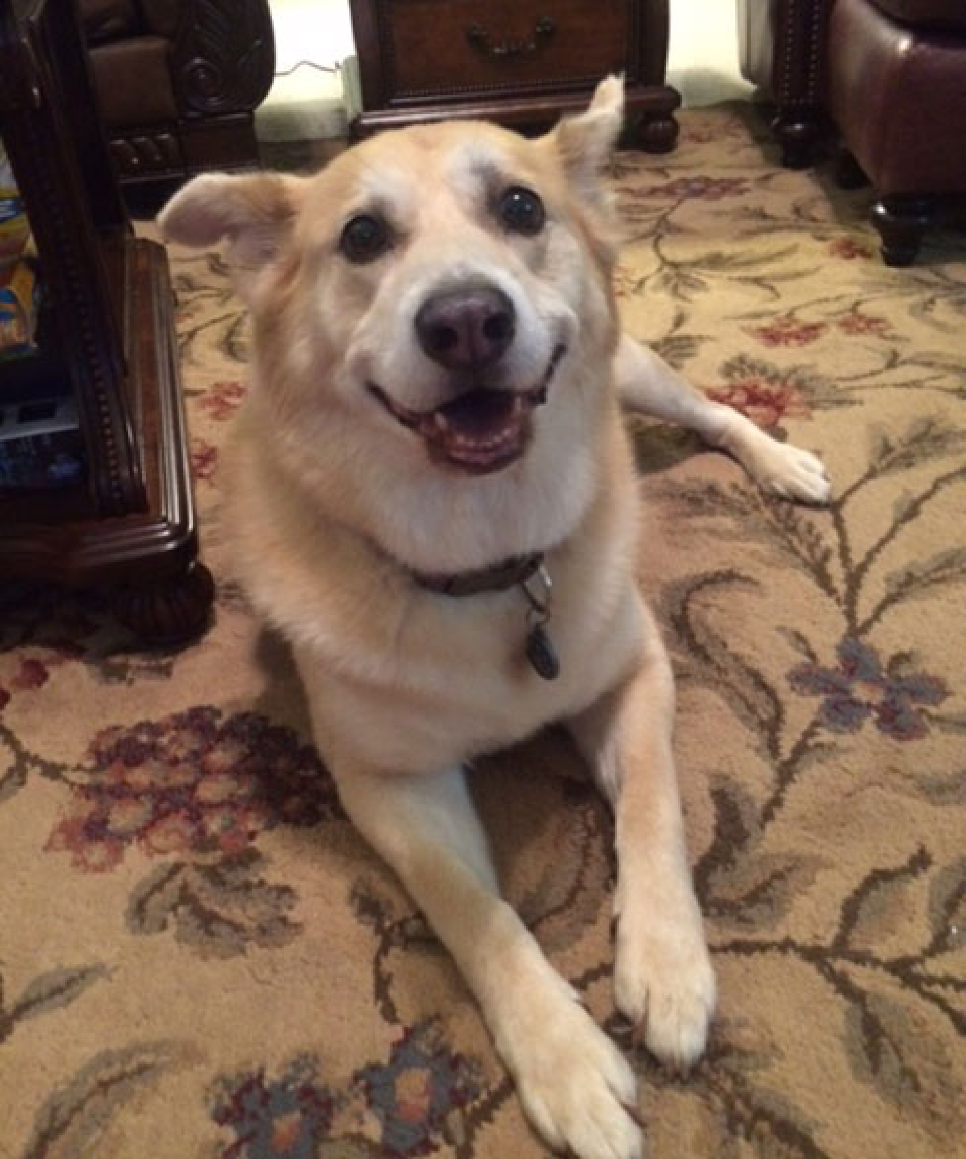 Dog Barks At The Door But Loves People Dog Barks At The Door But Loves People